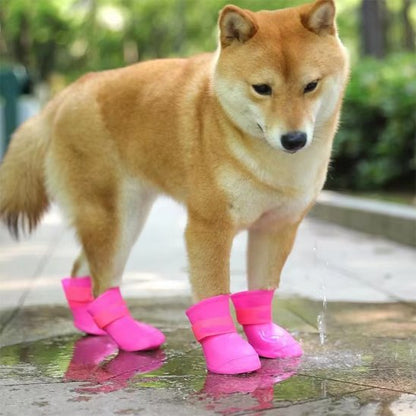 shiba inu portant chaussure chiens rose est sur sentier pédestre trempé