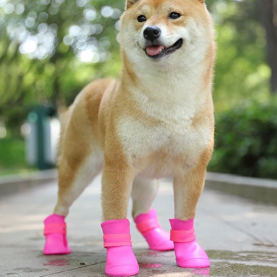 shiba inu  portant chaussure chiens rose se tient sur sentier pédestre