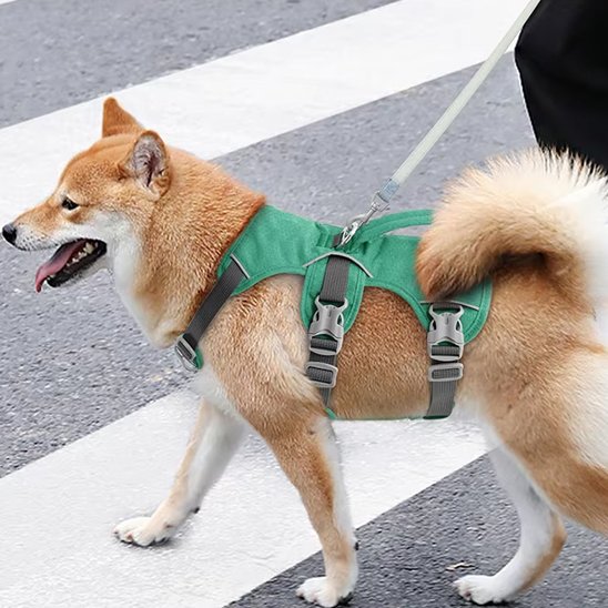 shiba inu portant Harnais pour chien vert marche dans la rue en laisse