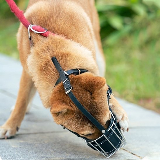shiba inu portant Muselière pour chien noire se baisse la tête