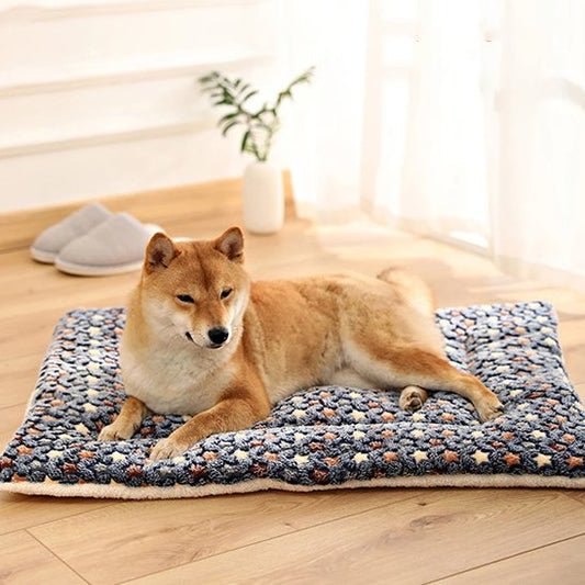 shiba inu sur Tapis chien dans sejour