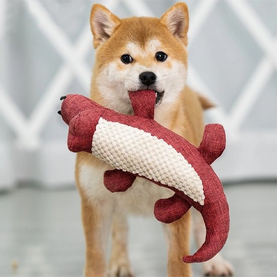 shiba inu tient Peluche pour chien dans sa gueule