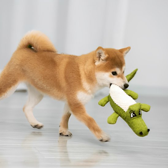 shiba inu tient Peluche pour chien  vert dans sa gueule