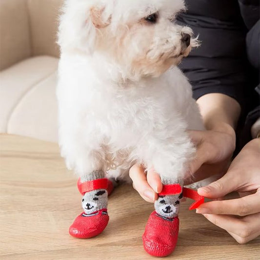 shihtzu portant chaussure chien est assis sur table 