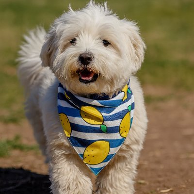 shihtzu portant Collier Bandana Chien est dans parc