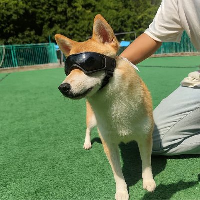 shina inu porte Lunette pour chien​ couché sur pelouse dans parc