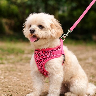 shitzu blanc portant Harnais petit Chien rose est assis sursol de gravier