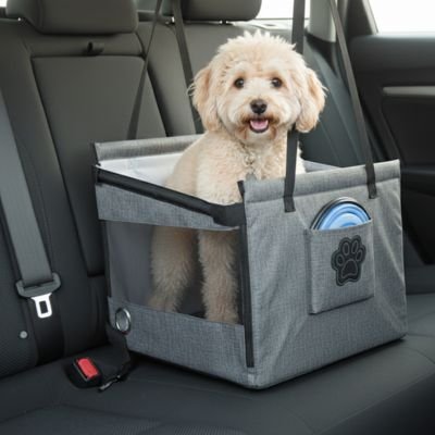 caniche blanc assis dans Siege auto chien sur banquette grise