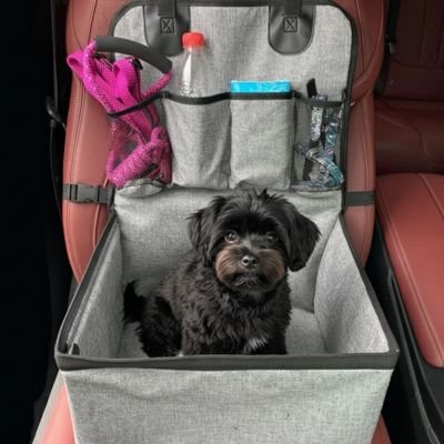 caniche noir dans Siege auto pour chien sur banquette avant rouge