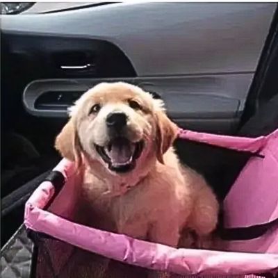 chiot golden retriever dans siège auto pour chien rose dans voiture