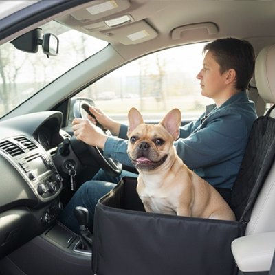 french bouledogue est assis dans Siege auto pour chien sur banquette grise