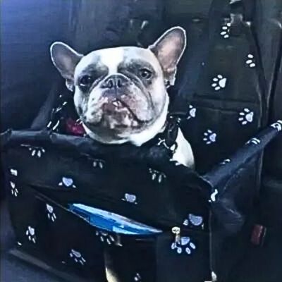 bouledogue francais dans siege auto pour chien noir