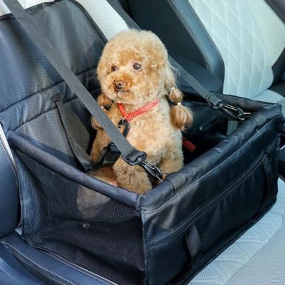 caniche brun dans siège auto pour chien noir sur banquette dans voiture