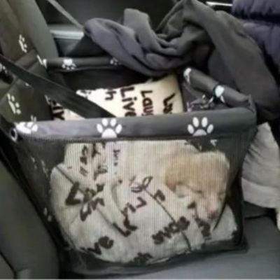chiot blanc qui dort dans siège auto pour chien avec couverture