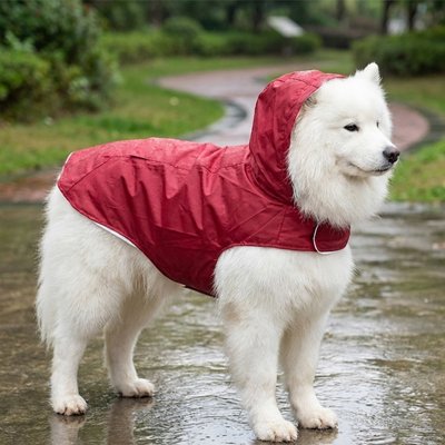 somoyede portant Imperméable pour chien​ est debout sous pluie