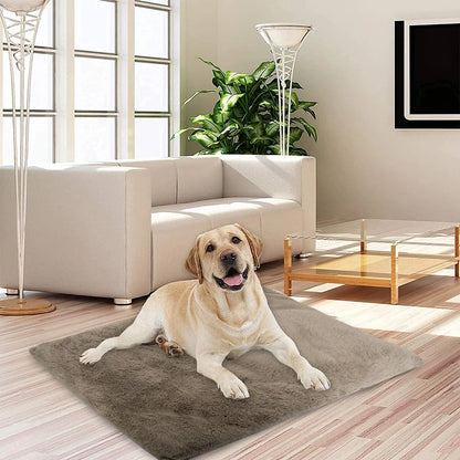 labrador blanc sur tapis pour chien sur plancher de bois près de canapé