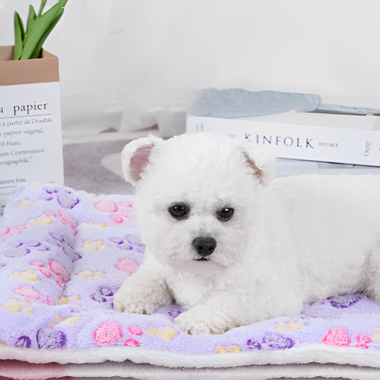 chien blanc sur tapis pour chien sur plancher