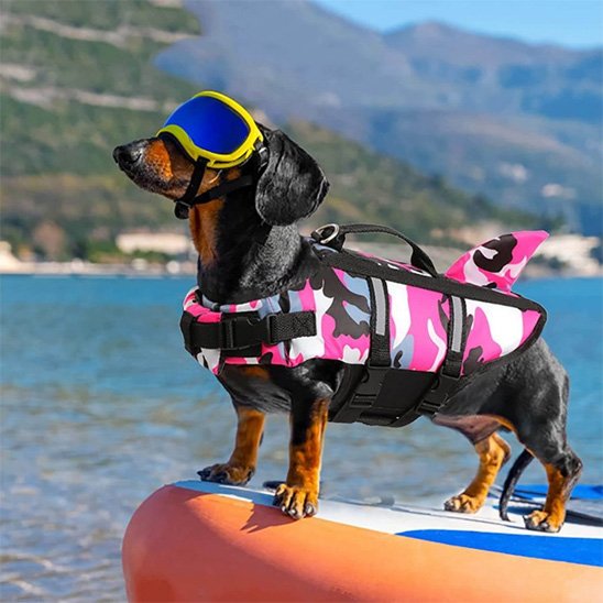 teckle portant Gilet de sauvetage chien rose debout sur bateau avec lunettes soleil