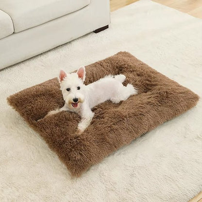 terrier blanc couche sur Coussin pour chien sur moquette blanche