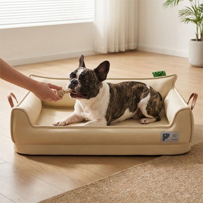  terrier boston couché sur Canapé pour chien 