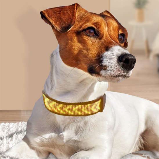 terrier portant collier lumineux chien est couche sur sol au salon