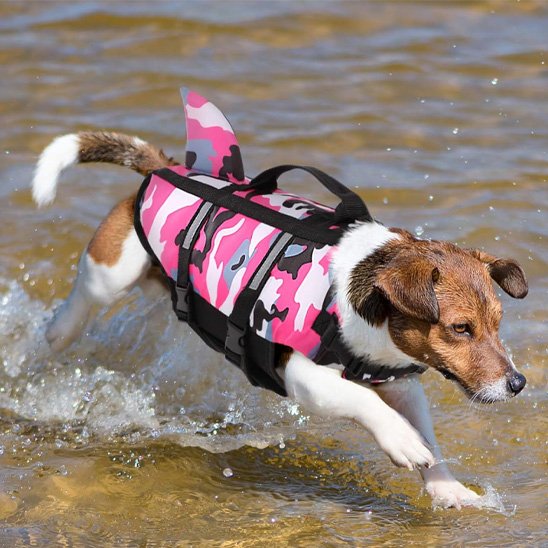 terrier portant Gilet de sauvetage chien rose court dans eau