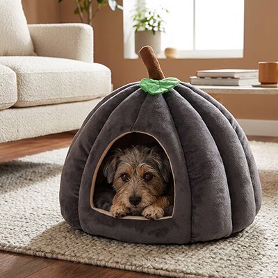 torkie couché dans Panier pour Chien 
