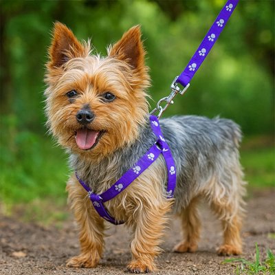 yorkie portant Harnais pour Chien est debout sur sentier de gravier