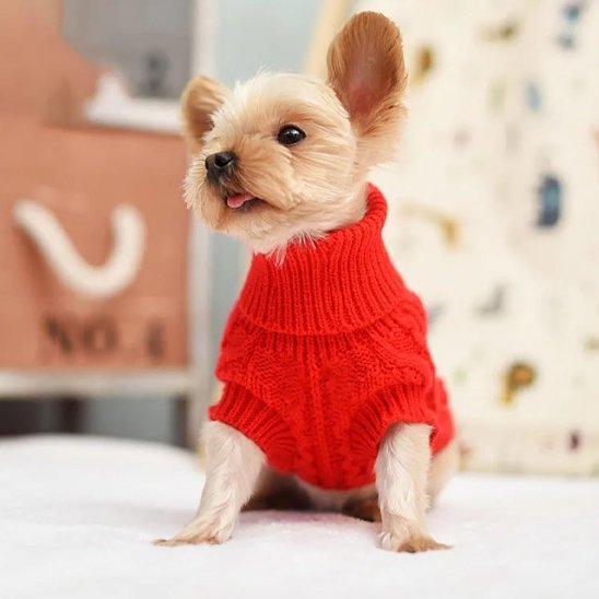 yorkie porte Pull pour chien assis sur sol blanc