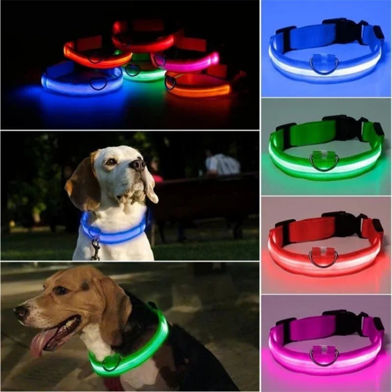 Bright Nite™ - Collier lumineux pour chiens - Joli Toutou