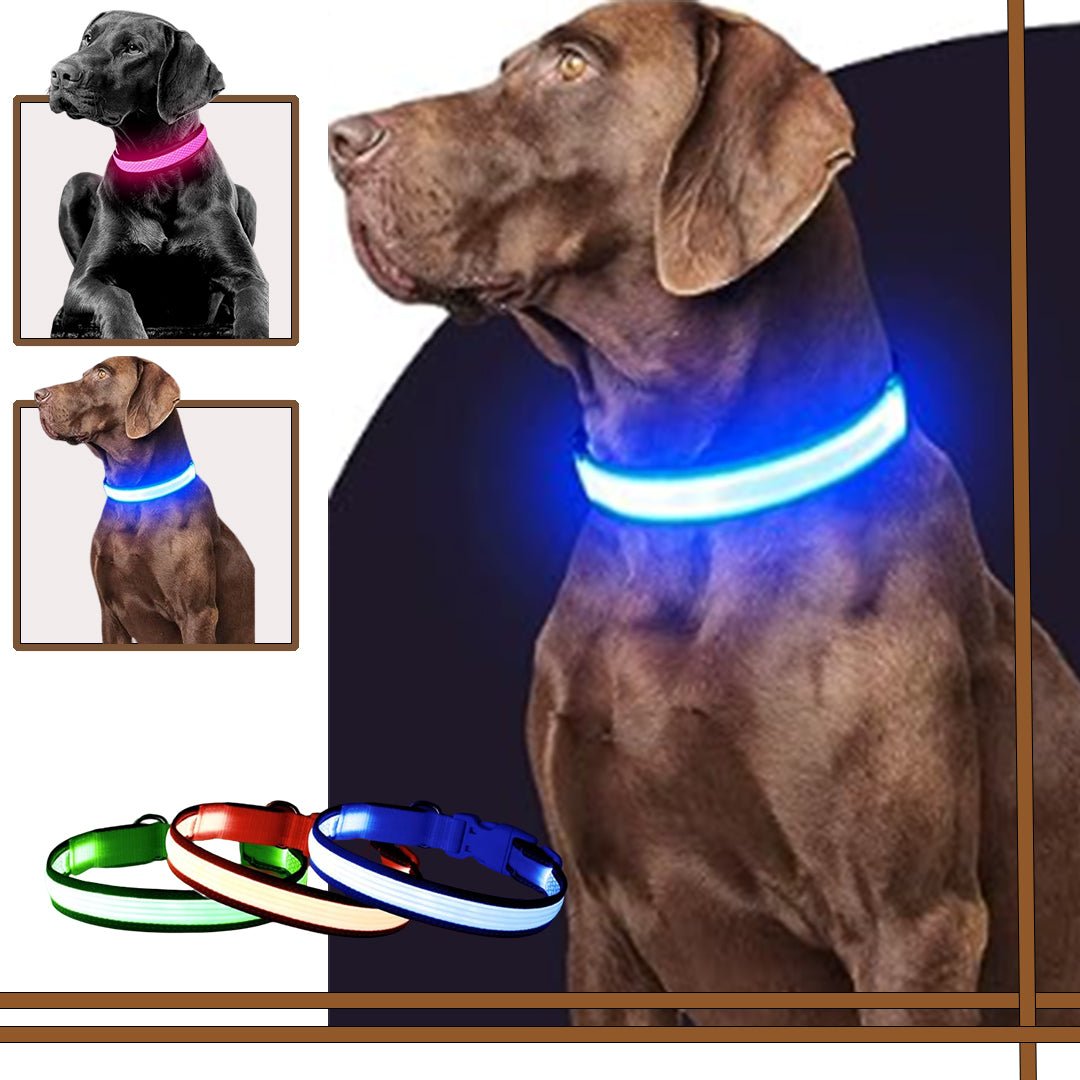 Collier lumineux pour chiens - Joli Toutou