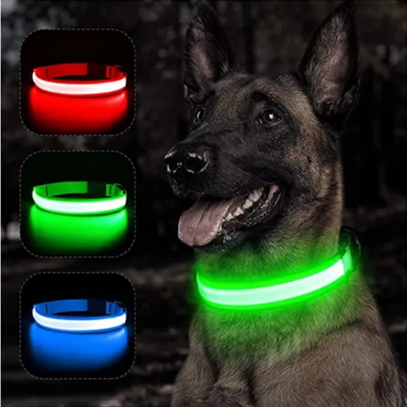 Collier lumineux pour chiens - Joli Toutou