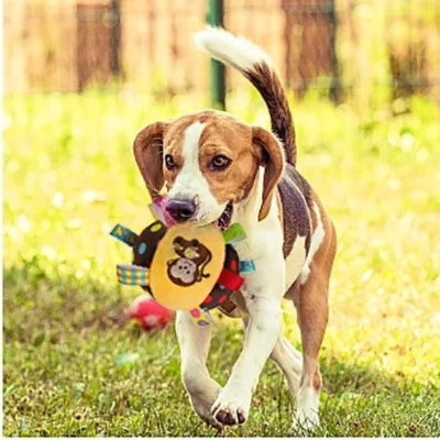 beagle avec jouet pour chien dans sa bouche marche sur gazon